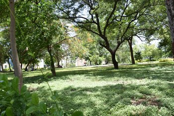 33. Greenery 2