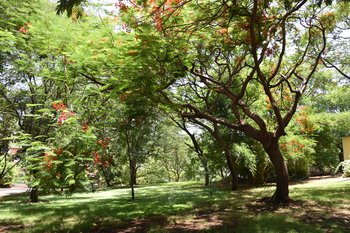 34. Greenery 3